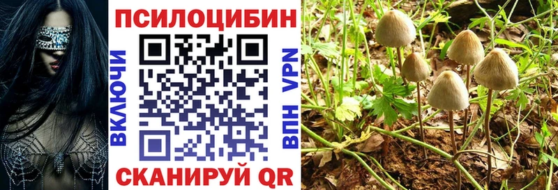 закладки  Катайск  Псилоцибиновые грибы Psilocybe 